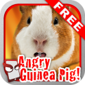 Angry Guinea Pig Free!