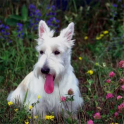 Dog Jigsaw