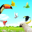 Sky Birds Live Wallpaper