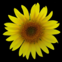 Sunflower LW + weather