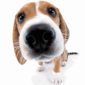 Cute Dog Sniffs Live Wallpaper