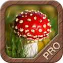 Mushrooms PRO