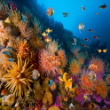 Coral reef live wallpaper