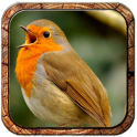 30 animal sounds and ringtones