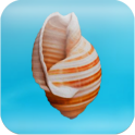 Cheeky Conch Shell (Oracle)