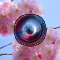 Haru Camera - Primavera