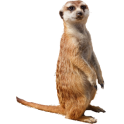 Meerkats Icon Theme