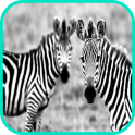 Zebra Fond d'écran