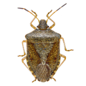 Stink Bug Scout