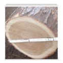 Log Scale Tally