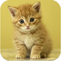 Wallpapers of Cats