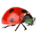 Base Jumping Ladybug