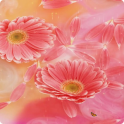 Flower Live Wallpaper HD