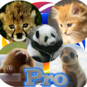 YAP Young Animal Pairs Pro