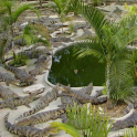 Wallpaper Crocodile Farm in Thailand
