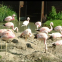 Wallpaper Flamingo Island