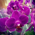 Orchid Flowers HD Wallpaper