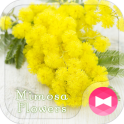 귀여운 테마　Mimosa Flowers