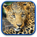 Leopard Hintergrundbilder