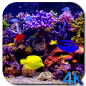 Aquarium 4K Video Wallpaper