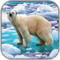 Urso Polar Fundo interativo
