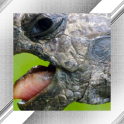 Turtle Photo Frames