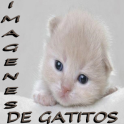 Imagenes de gatitos