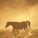 Horse HD Wallpapers