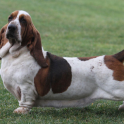 Basset Hound Dogs Wallpapers