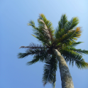 Palm tree Wallpapers