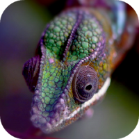 Chameleon Live Wallpaper