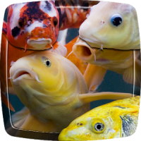 Koi Fish Live Wallpaper