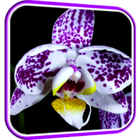 Орхидеи Живые Обои