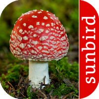 Pilz Id, Die Pilze Sammeln App
