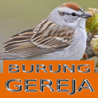 Master Kicau Burung Gereja