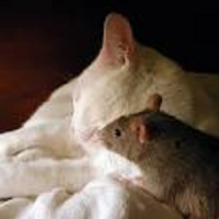 Rat and Cat Game (Puzzle)