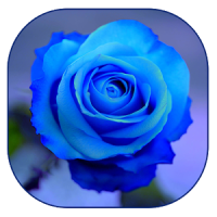 blaue Rose Tapete
