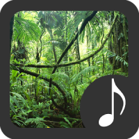 Rainforest Sounds