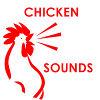 Chicken Sounds