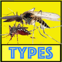 Mosquito Type and Diseases