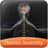 HumanAnatomy-NervousSystem
