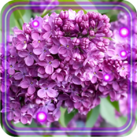 Lilac Flowers Live Wallpaper