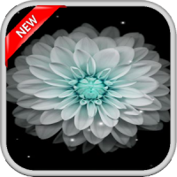 Galaxy Flowers Live Wallpapers