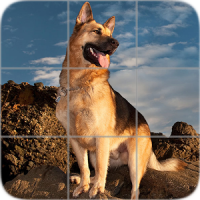 Picture Puzzle: German Shepherd Dogs