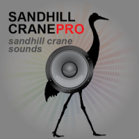 Sandhill Crane Calls UK