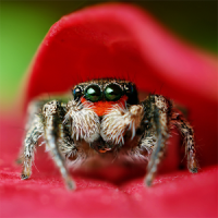 Cute Spiders Wallpapers