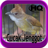 Kicau Master Cucak Jenggot HD