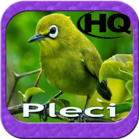 Master Kicau Pleci HD