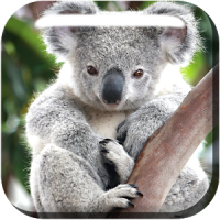 Cute Koala Live Wallpaper