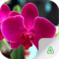 Guía de Orquídeas